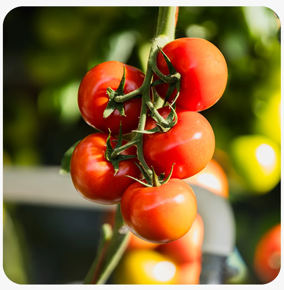 Verse tomaten aan de plant bij Young Grow