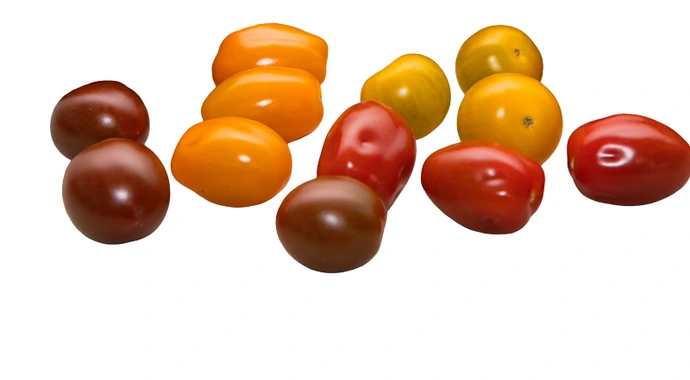 Snoeptomaten in verschillende kleuren van Young Grow